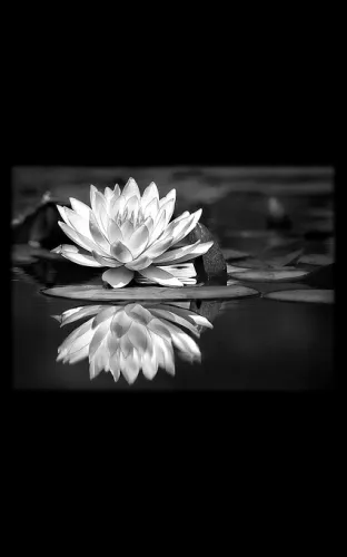 Цветы на памятник 158