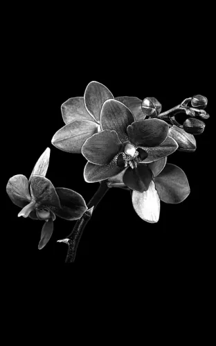 Цветы на памятник 249