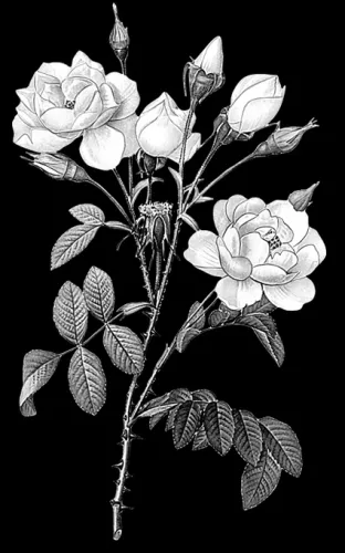 Цветы на памятник 407